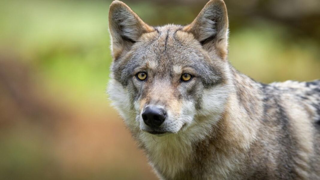 Femeie mușcată de lup într-o zonă comercială din Hamburg