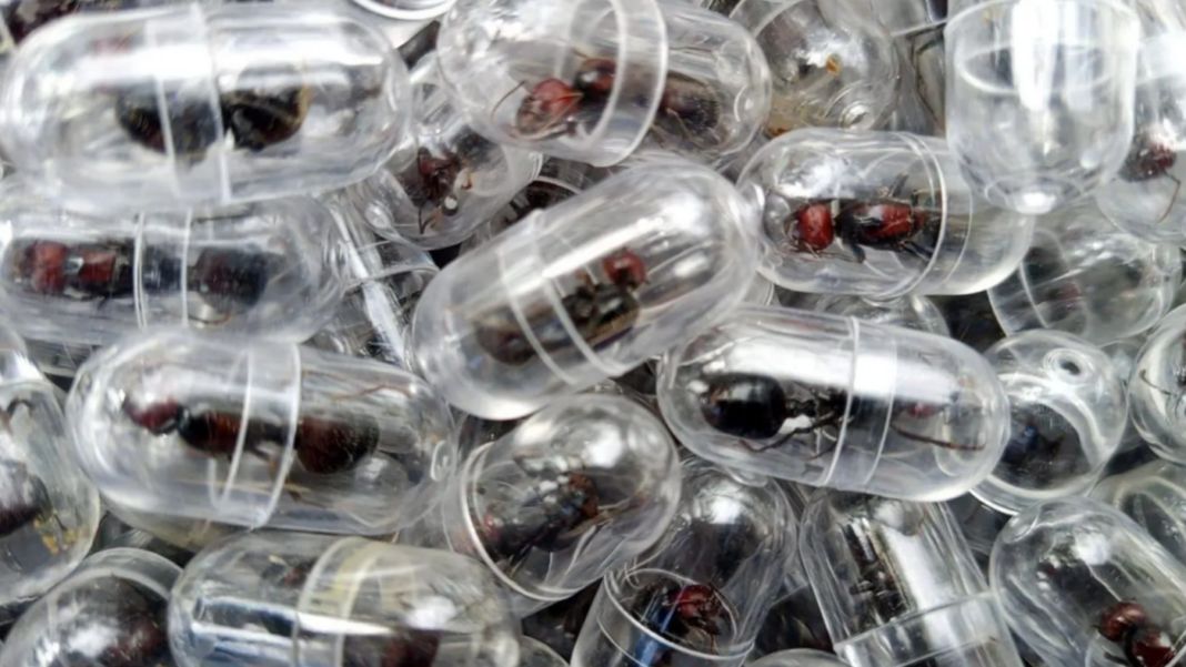 Furnici ascunse în eprubete și șervețele