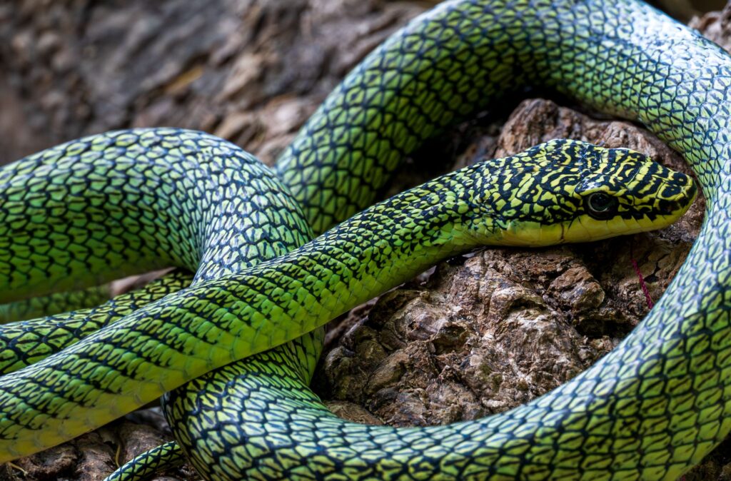 Un șarpe zburător, documentat în timpul expediției