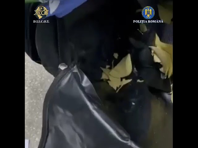 (VIDEO) Cetățean italian, arestat la Craiova după ce a fost prins cu droguri ascunse în cutii de chipsuri