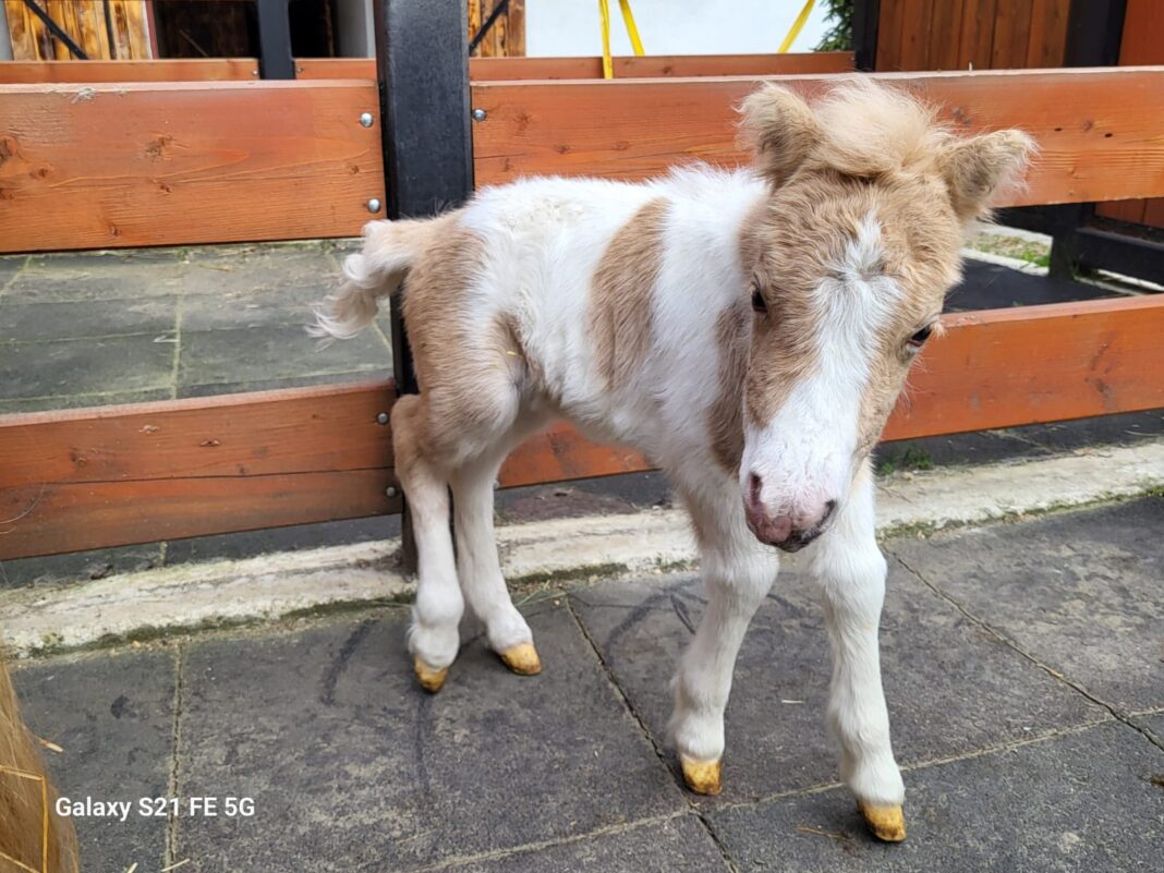 Puiul de ponei care a venit pe lume la Hipodromul din Craiova (Foto: Facebook Lia Olguta Vasilescu)