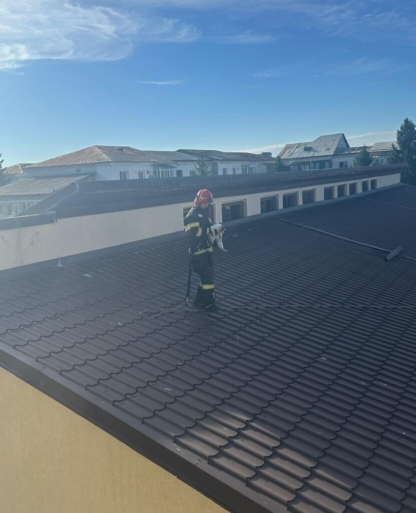 Salvare spectaculoasă a unei pisici blocată pe acoperișul sălii de sport din Drăgășani