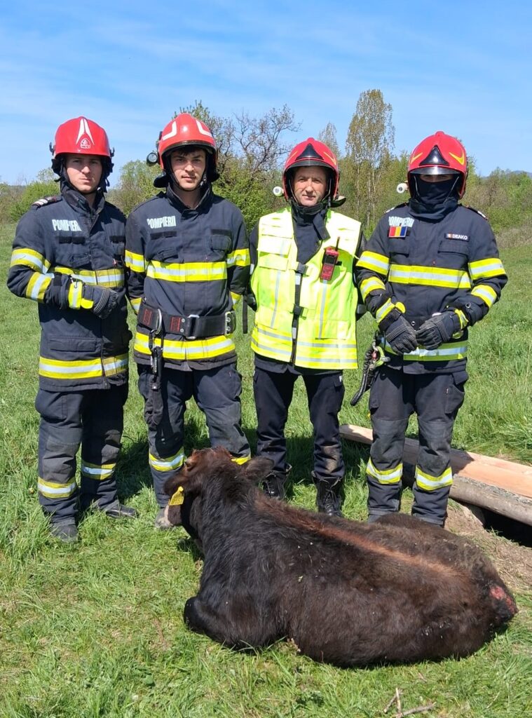 (VIDEO) Misiune impresionantă la Horezu: Pompierii au salvat un vițel căzut într-un puț adânc de peste 5 metri