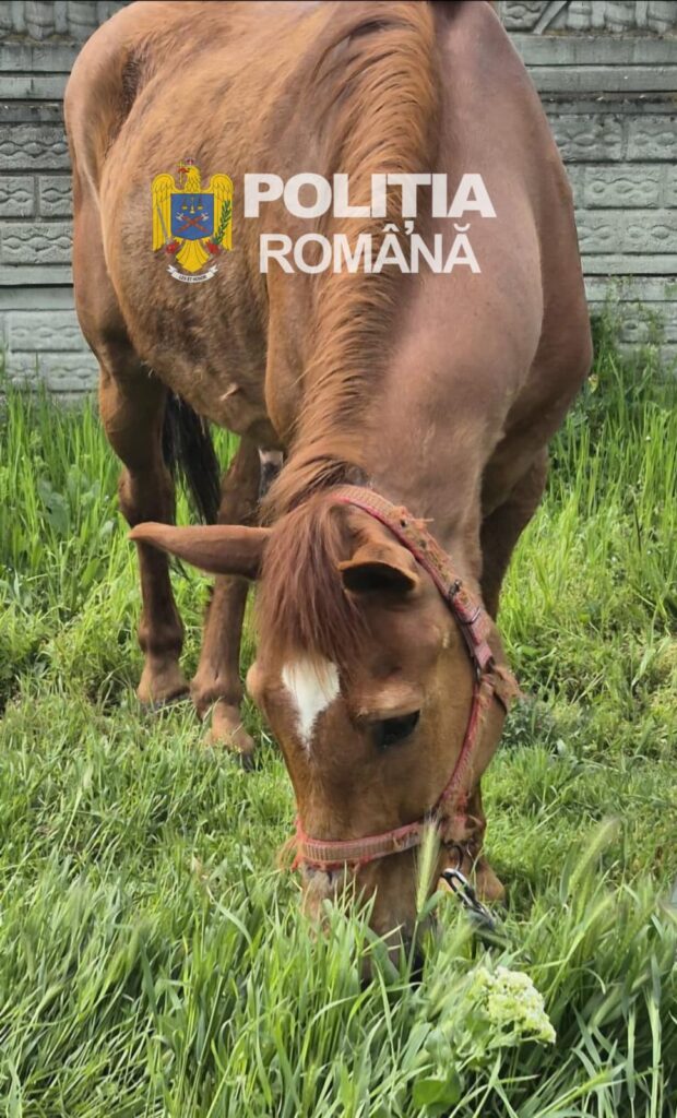 Dosar penal pentru cruzime față de animale în Dolj! Cal salvat după imagini șocante apărute online