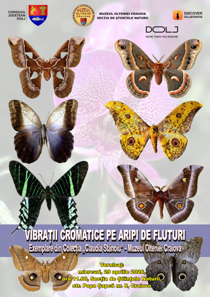 Expoziție spectaculoasă la Muzeul Olteniei: 500 de fluturi exotici, prezentați în premieră la Craiova