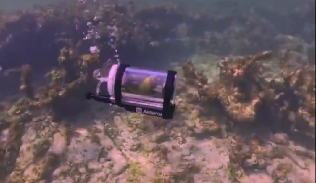 Papagalul a trăit din plin experiența scufundării