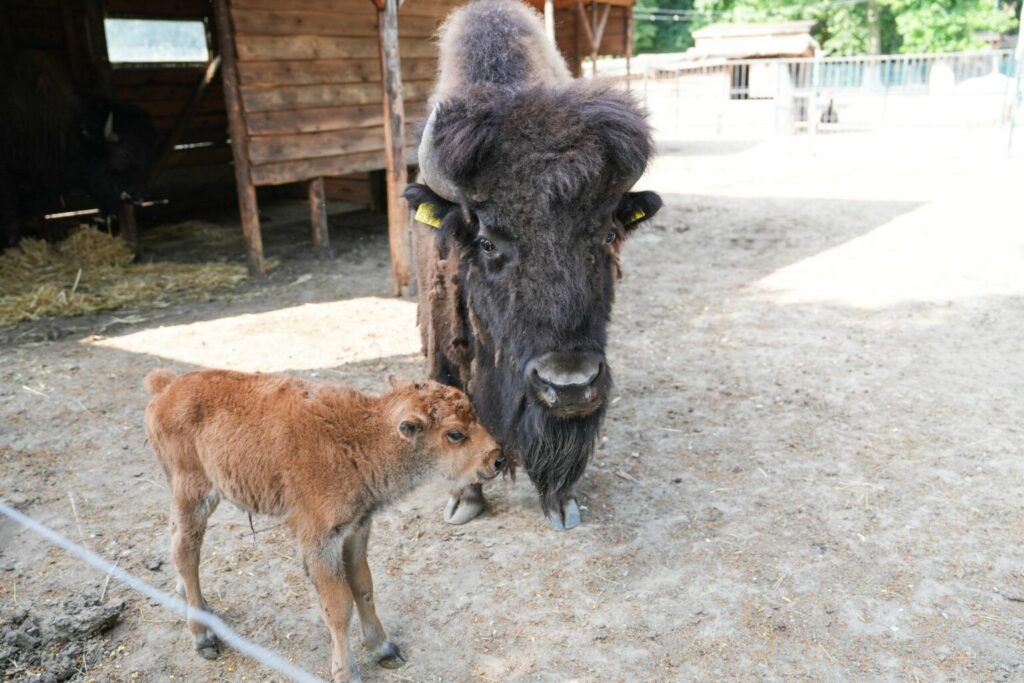 Unde a dispărut puiul de bizon de la Zoo Craiova? Explicația oficială care liniștește vizitatorii