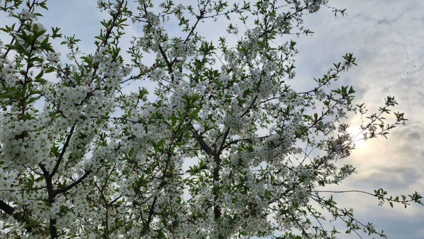 Vremea se menține rece până mâine