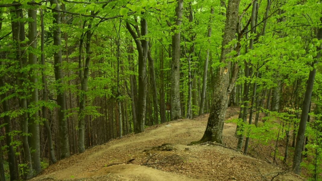 Un băiețel român de doi ani, dat dispărut duminică în Suedia, a fost găsit în viață