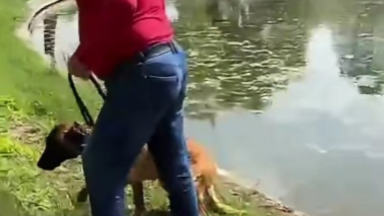 Bărbat acuzat că a încercat să-și înece câinele în lacul din Parcul Tineretului din București