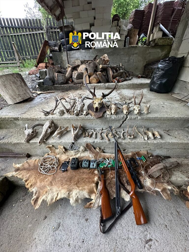 (VIDEO) Percheziții în Călimănești și Voineasa într-un dosar de braconaj cinegetic și arme deținute ilegal