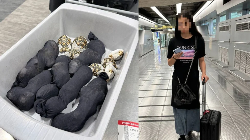 Tânără arestată pe aeroport după ce a fost prinsă cu 30 de broaște țestoase ascunse sub haine