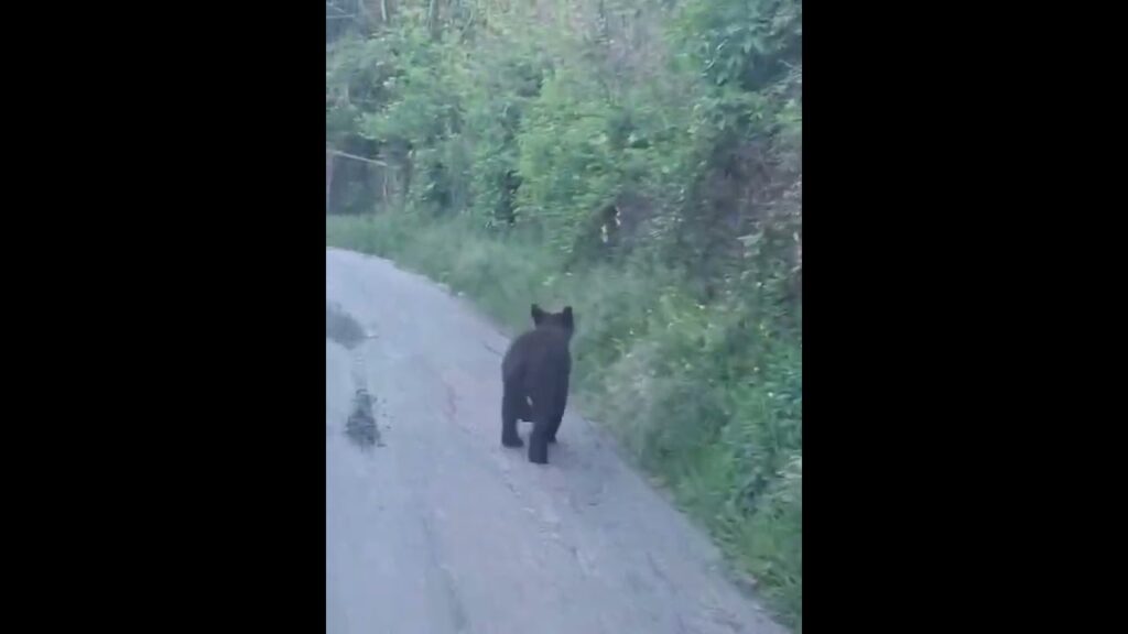 (VIDEO) Alertă în Vâlcea: urs văzut pe o stradă din comuna Dăești