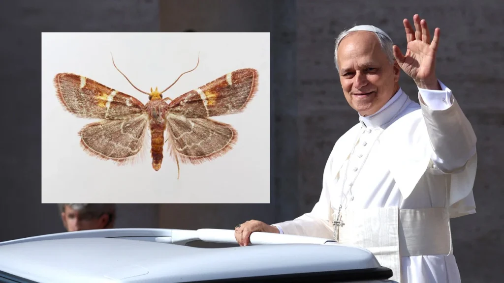 O specie nou-descoperită de molie a primit numele Papei Leon