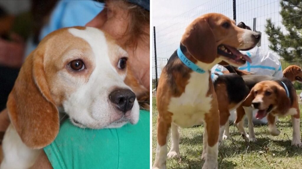 (VIDEO) 1.500 de beagle salvați dintr-o unitate de reproducere vor primi o nouă șansă prin adopție