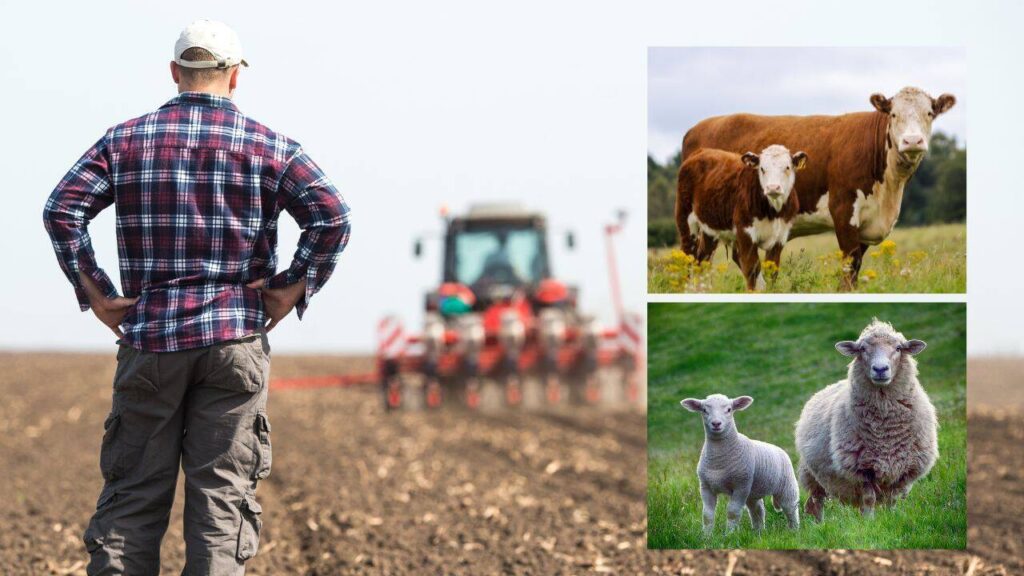 APIA începe plata subvențiilor: bani pentru fermieri din sectorul vegetal și zootehnic