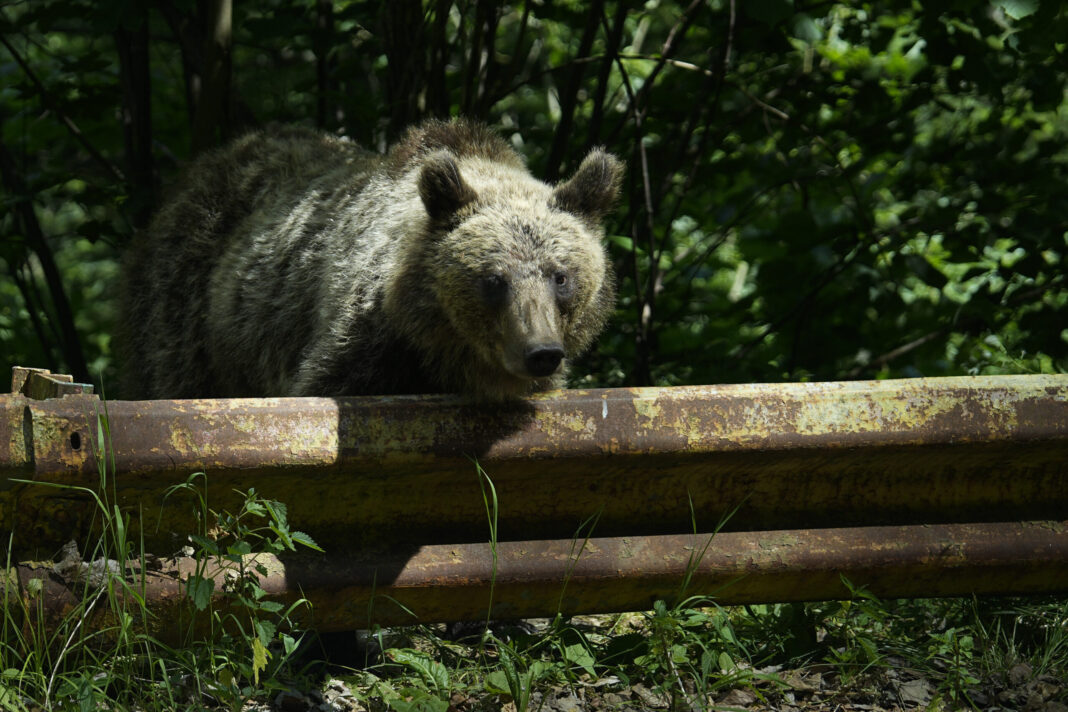 Un urs a atacat un viţel aflat la păscut, în comuna Boişoara