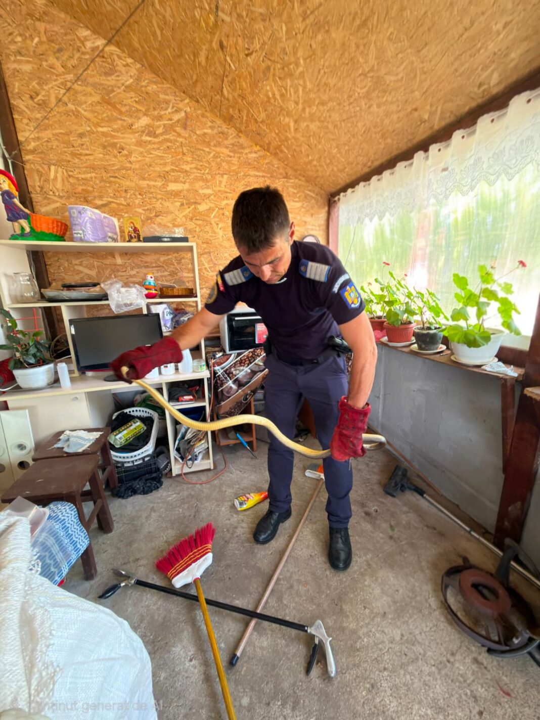 Un șarpe de aproximativ 1,5 metri a fost capturat de jandarmii din Olt