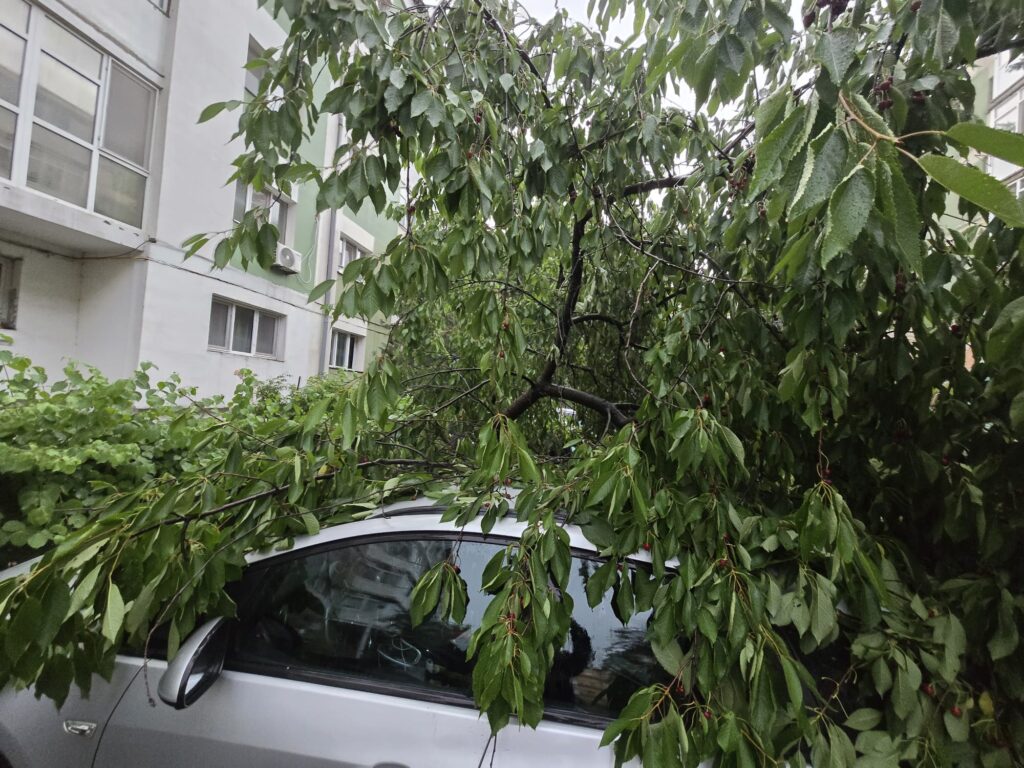 Case inundate de ploaia torențială și un copac doborât de furtună în Craiova