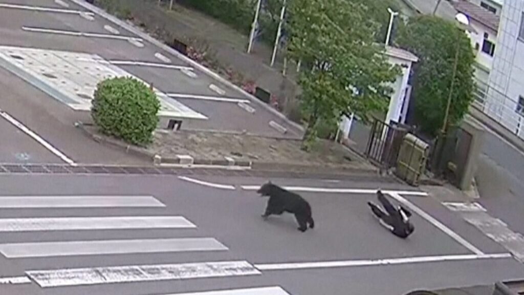(VIDEO) Atac de urs într-o oțelărie din Japonia. Patru muncitori au fost răniți, iar animalul este încă de negăsit