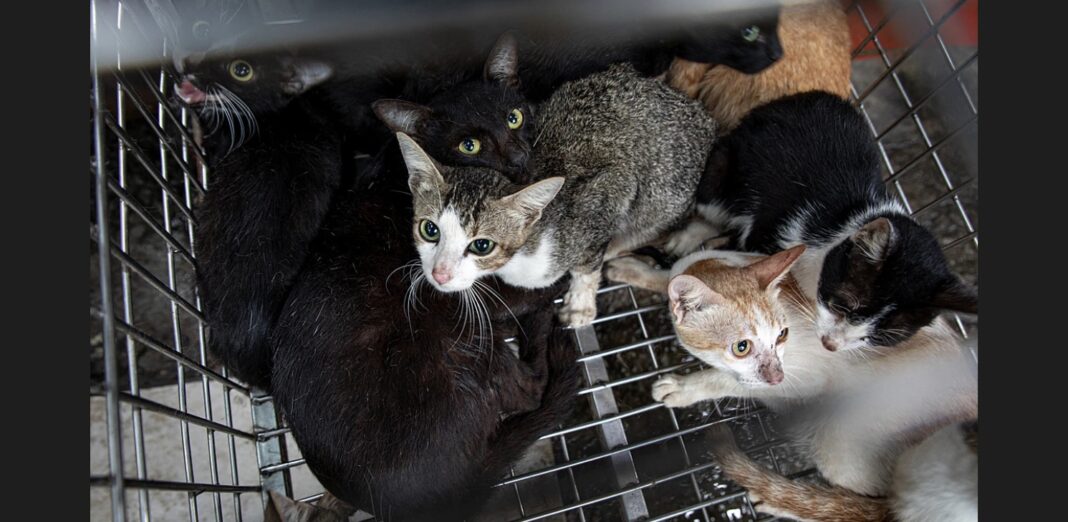 Poliția a destructurat o grupare acuzată că fura animale de companie pentru a le vinde către abatoare