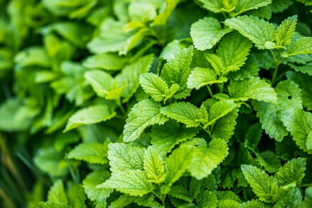 Roinița, printre cele mai apreciate plante aromatice și medicinale