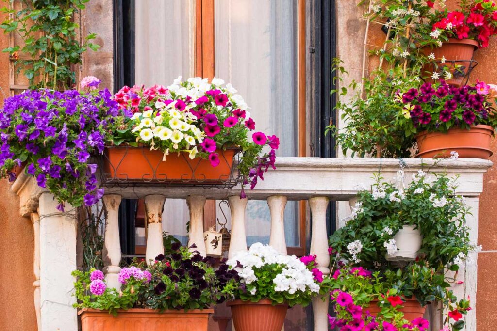 Plante care rezistă la caniculă pe balcon