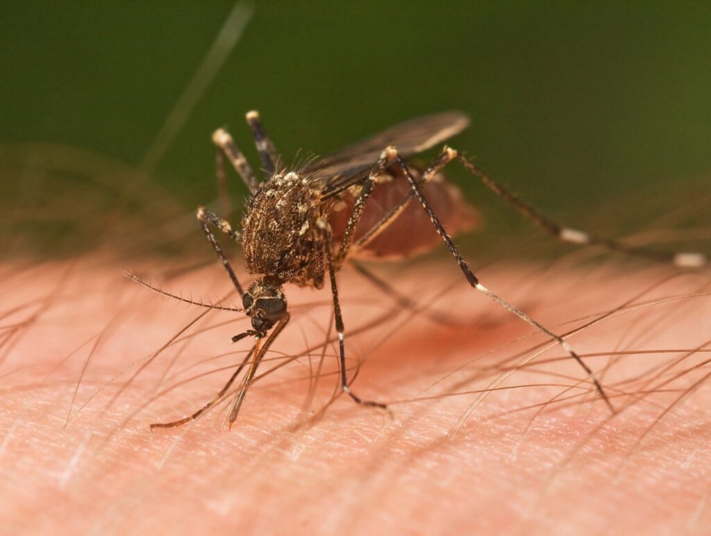 INSP: Opt cazuri de infecţie cu virusul West Nile şi două decese, în actualul sezon
