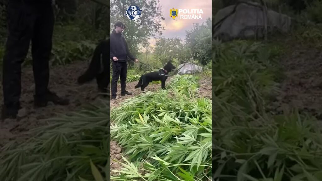 (Video) Cultură de canabis descoperită la Balș