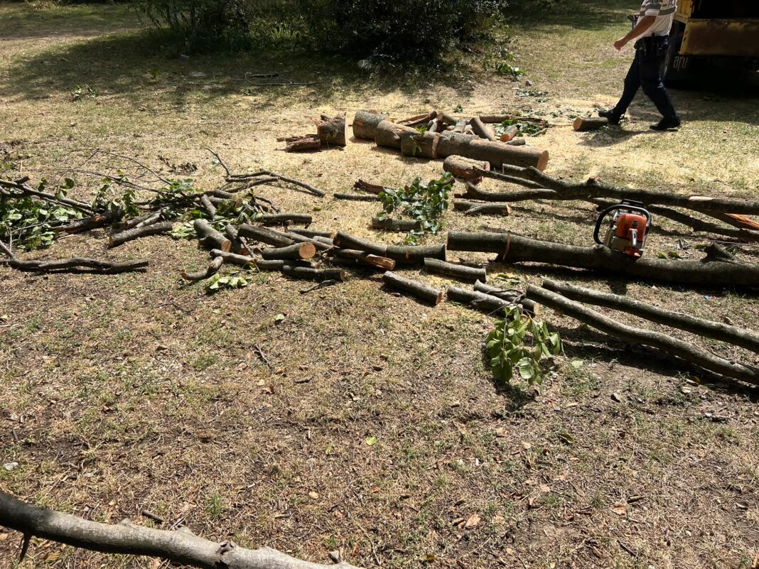 Un pădurar din Polovragi, cercetat pentru tentativă de furt de arbori. Lemnul, scos din pădure cu tractorul