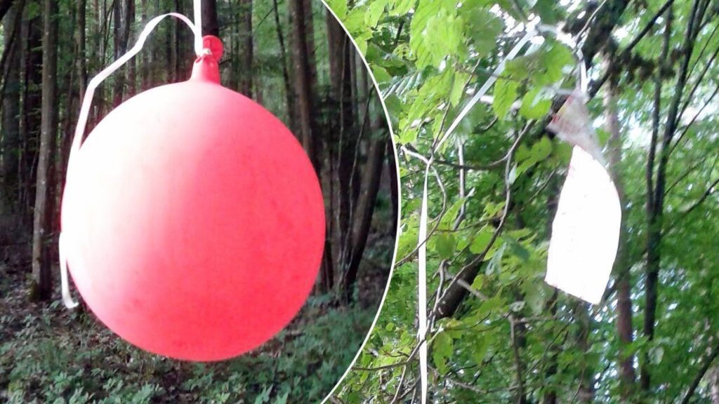 Un balon lansat la o nuntă a zburat 900 km