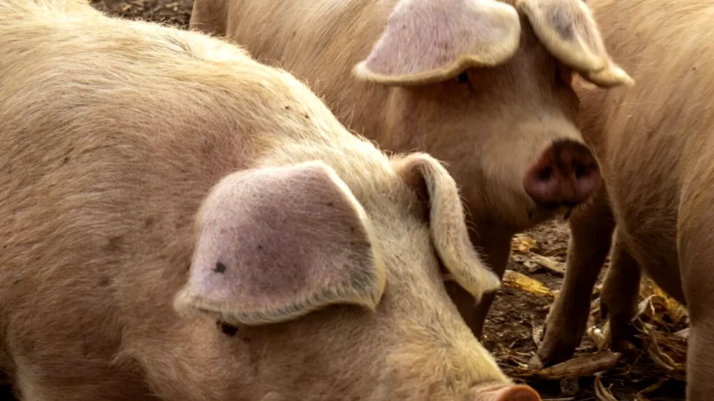 Legea privind combaterea pestei porcine, trimisă la reexaminare de către preşedinte