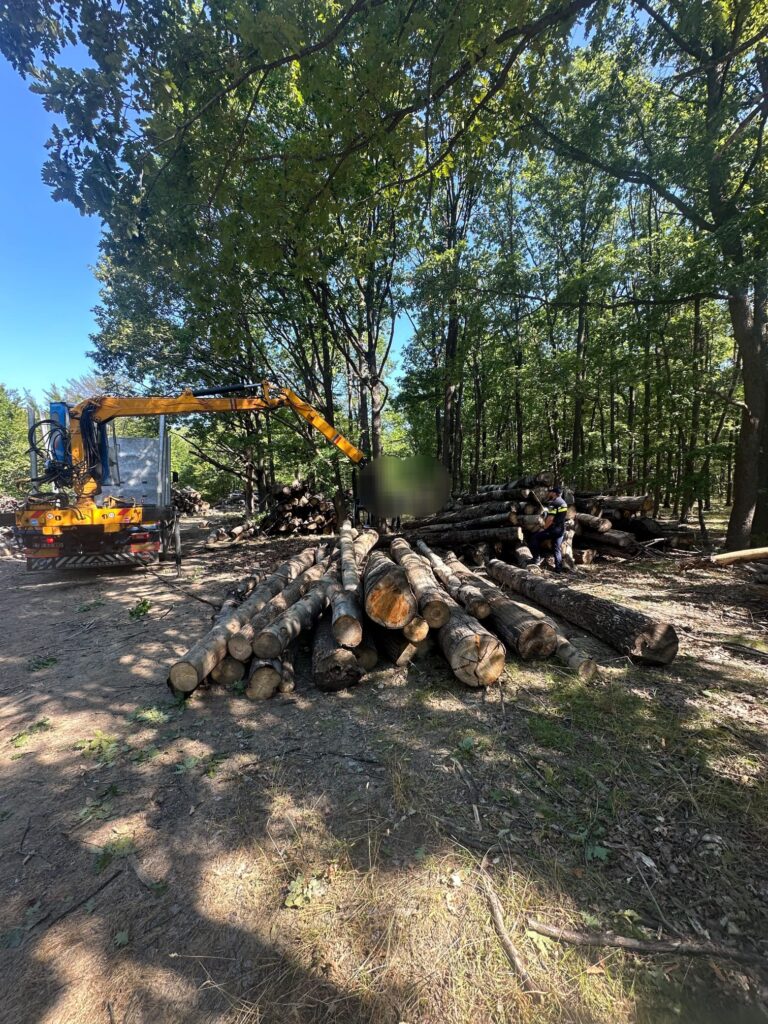Gorj: Peste 260 de metri cubi de material lemnos, confiscați de polițiștii din Novaci