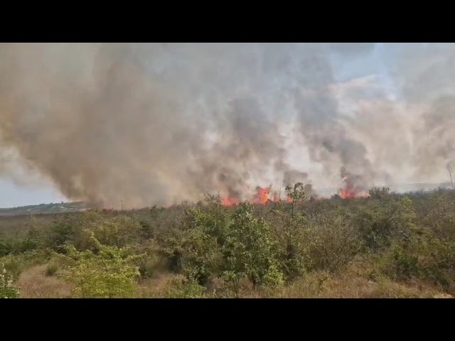 (VIDEO) Incendiu de vegetație la Vârvoru de Jos. Flăcările s-au apropiat de o fermă