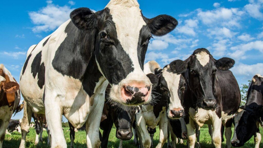 România primește undă verde de la Comisia Europeană pentru ajutoare de 52 de milioane de euro destinate crescătorilor de bovine
