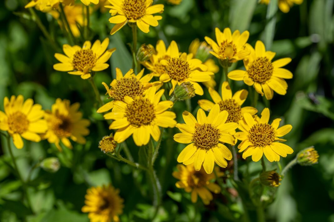 Arnica, planta folosită pentru vânătăi și dureri musculare. Cum se utilizează și când poate deveni periculoasă