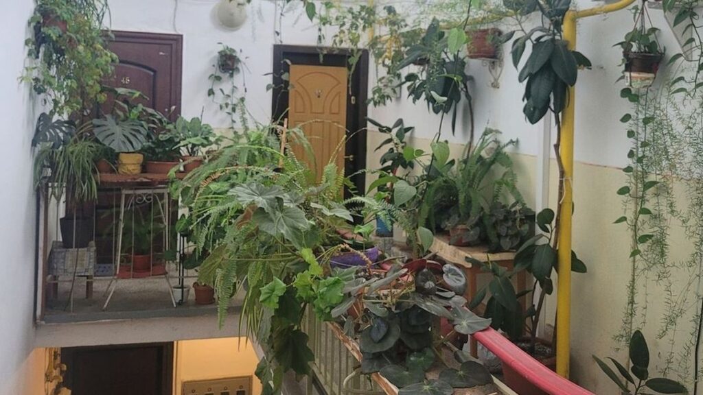 De ce nu este voie să fie ținute ghivece de flori sau alte obiecte pe casa scării la bloc