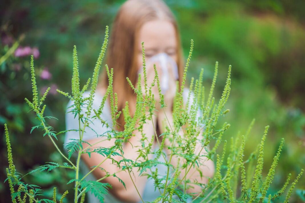 Alergiile de septembrie: ce plante eliberează polen la sfârșitul verii
