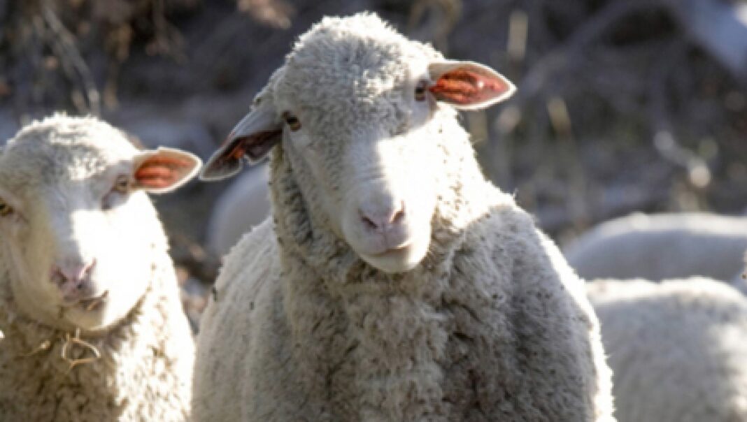 România primește 1,1 milioane de doze de vaccin pentru ovine și caprine