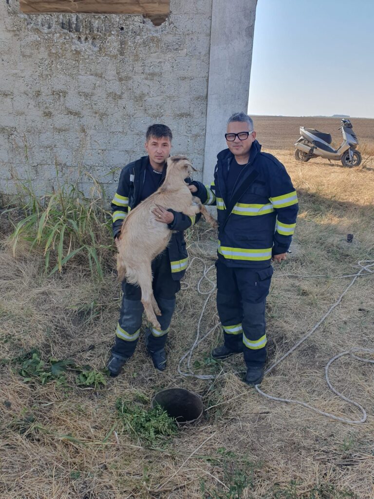 Capră salvată de pompieri după ce a rămas blocată într-o țeavă, în Rast