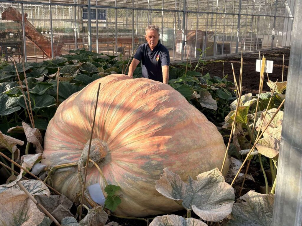 Un dovleac de 1,3 tone a intrat în Cartea Recordurilor