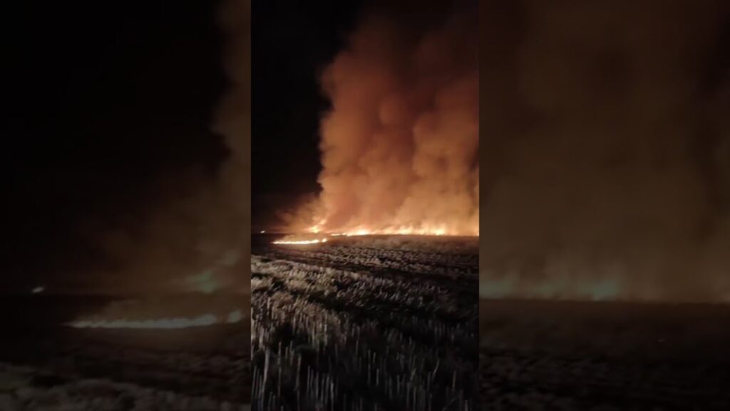 (Video) Incendiu de vegetație la Pielești