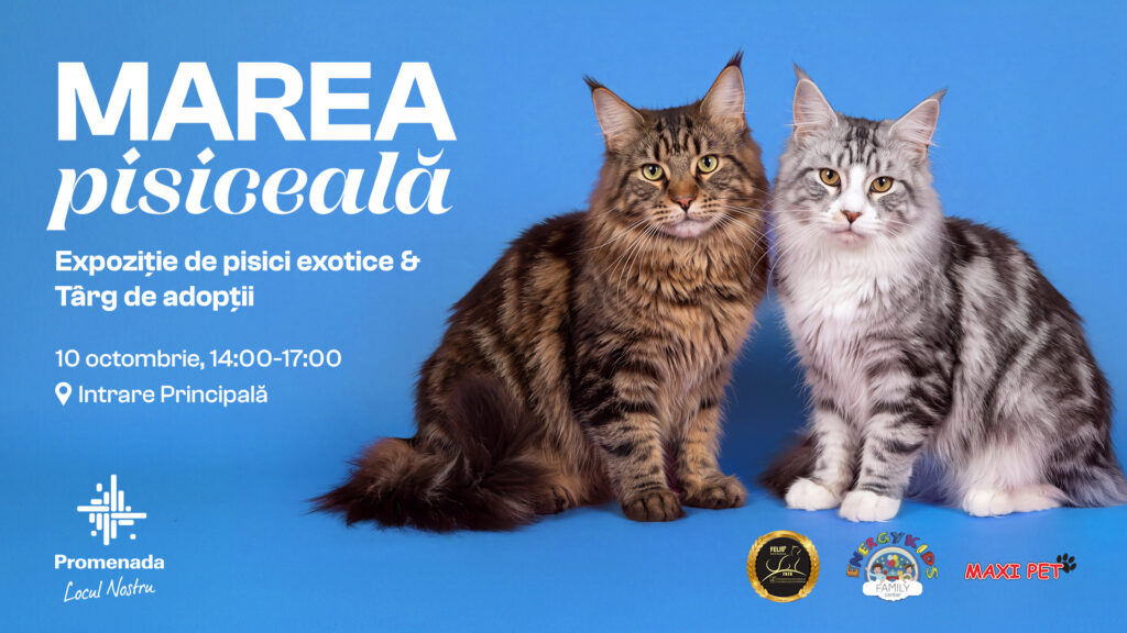 Promenada Craiova găzduiește „Marea Pisiceală”, cu expoziție de pisici de rasă și târg de adopții
