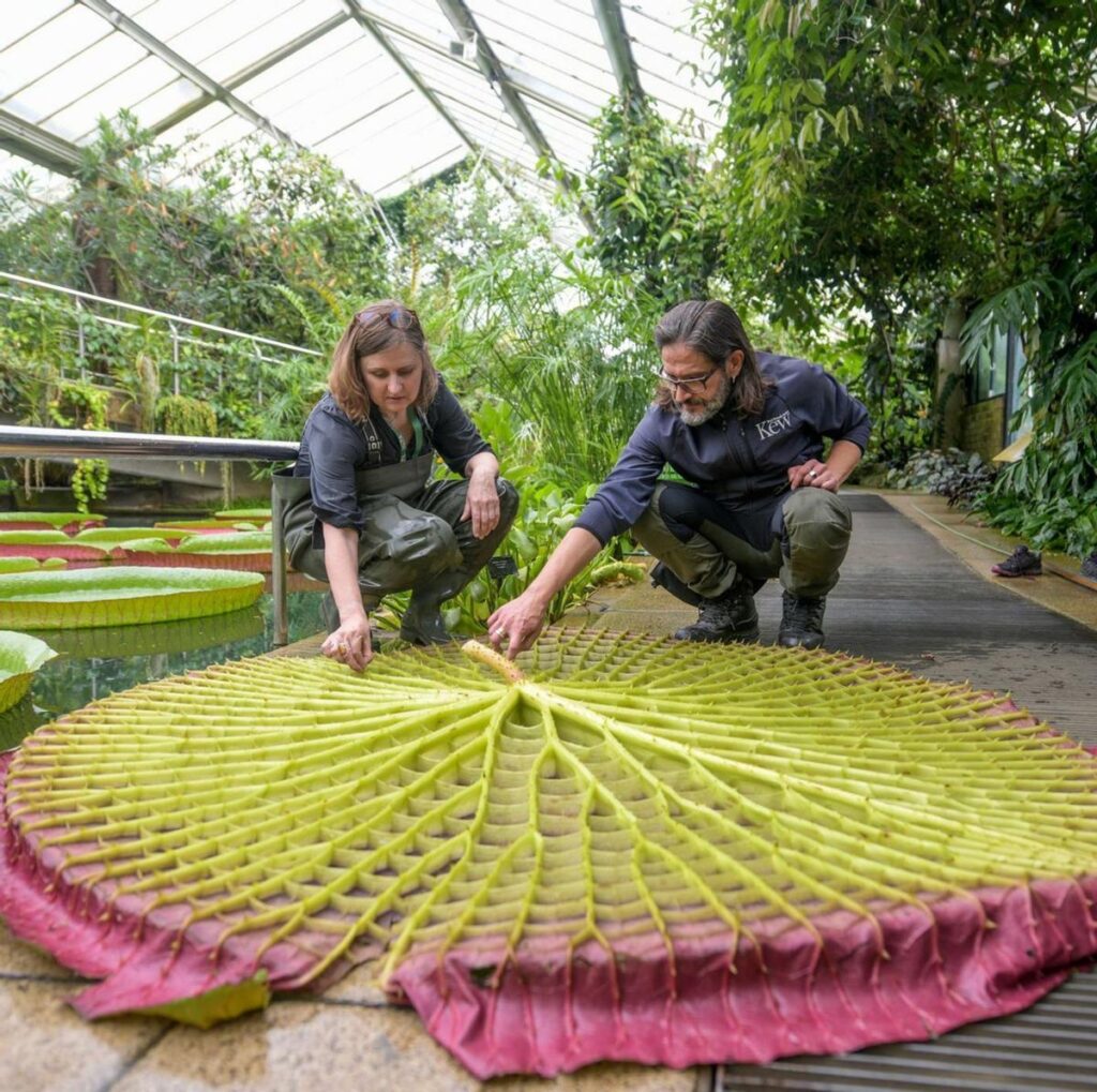 Floarea uriașă din jungla columbiană, descoperită datorită unei fotografii de pe Instagram